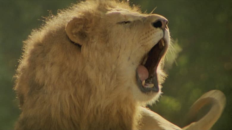 Roar still
