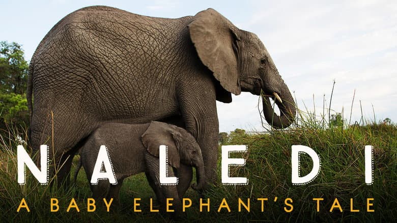 Naledi: A Baby Elephant's Tale still