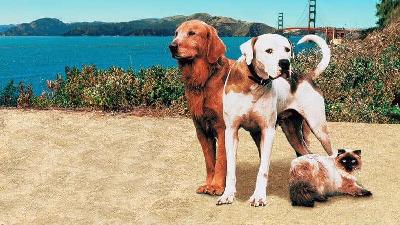 Homeward Bound II: Lost in San Francisco still