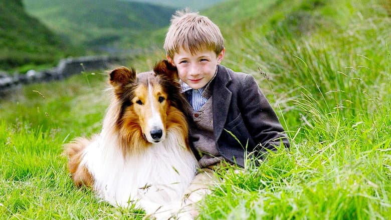 Lassie still