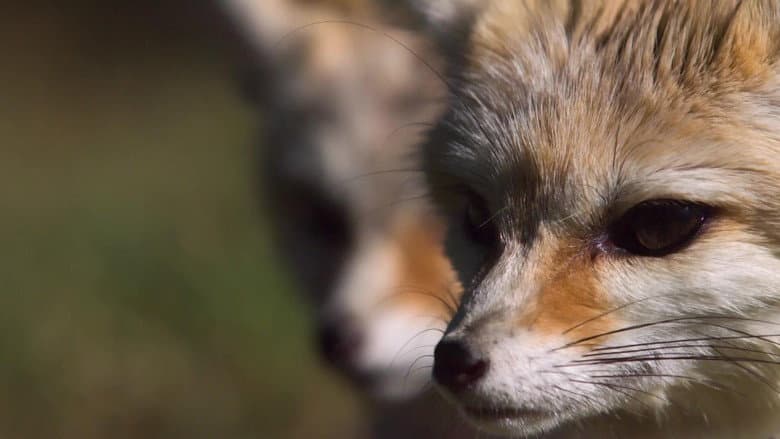 Super Cute Animals still