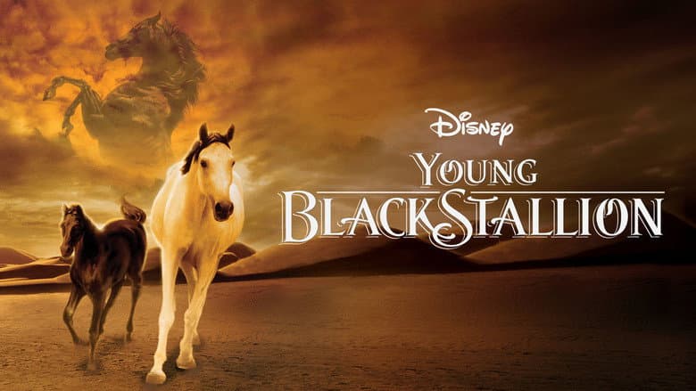Young Black Stallion still