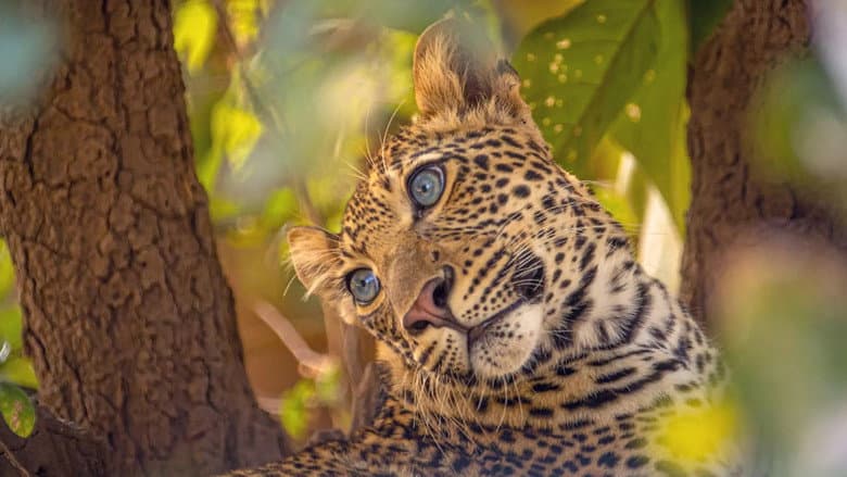 The Leopard Legacy still