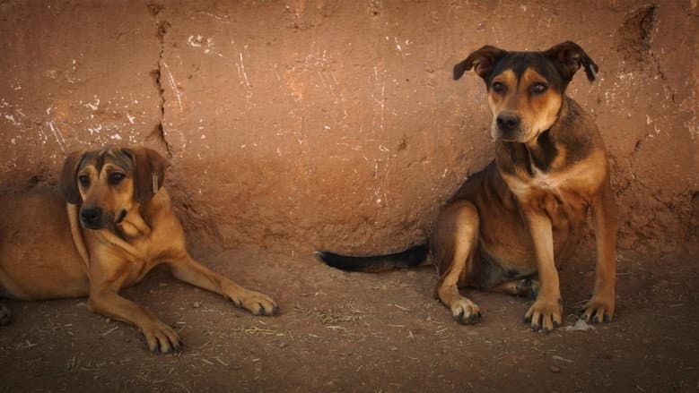 Mutts still