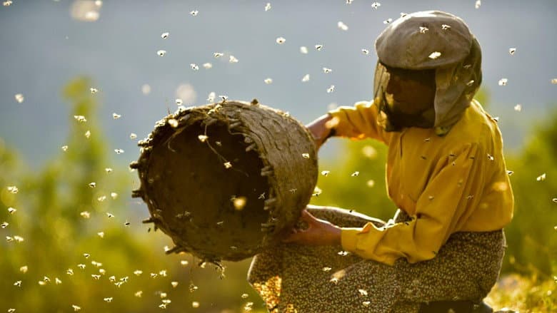 Honeyland still