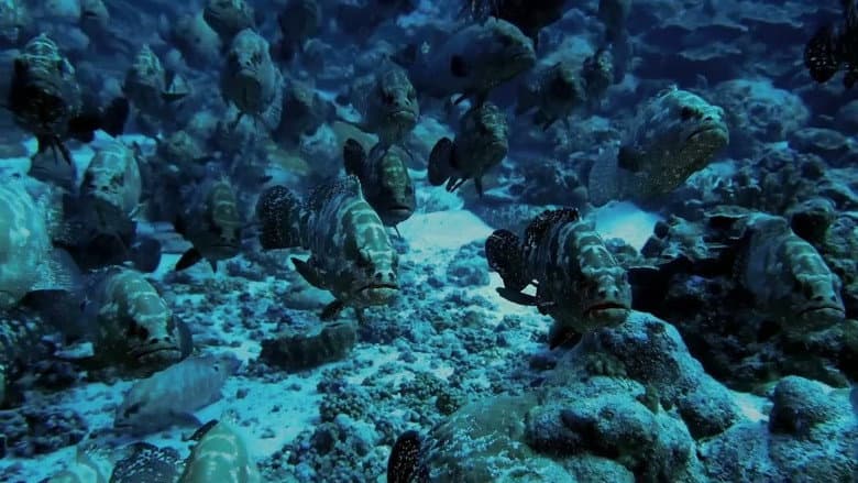The Grouper Mystery still