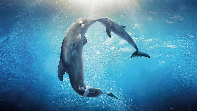 Dolphin Tale 2 still