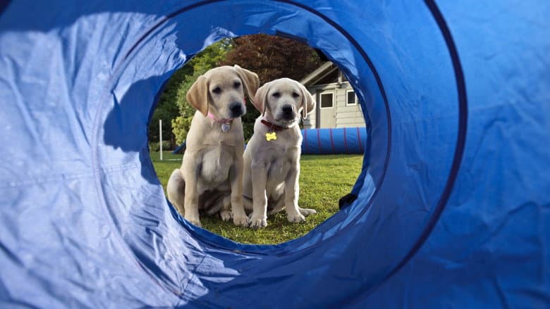 Marley & Me: The Puppy Years still
