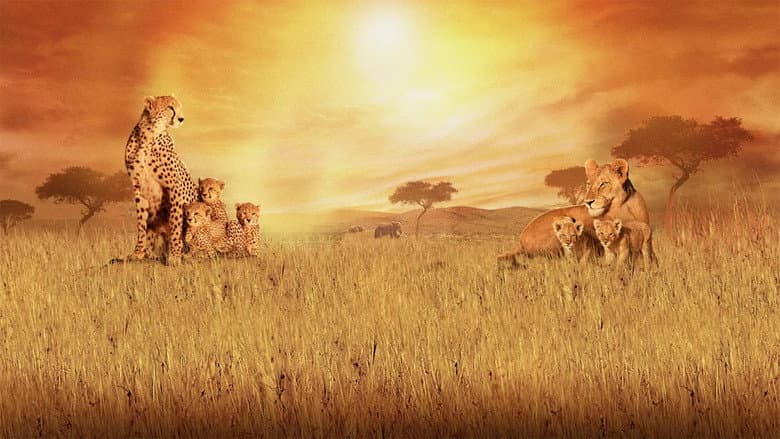 African Cats still