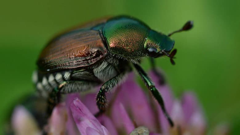 Fabulous Insects - Beetles still
