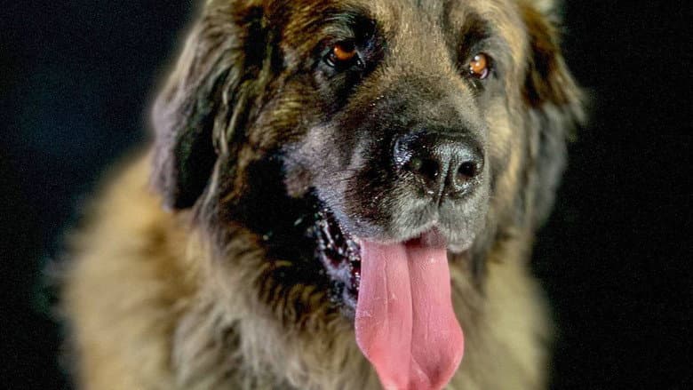How dogs conquered the world still