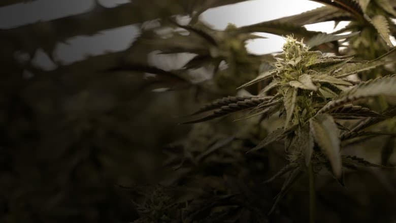 Cannabis : Une enquête de Mathieu Kassovitz et Antoine Robin still