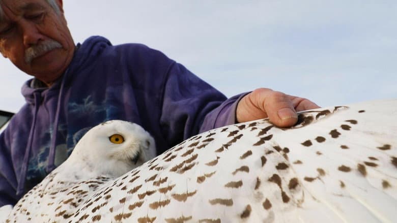 The Snowy Owls of Logan Airport still