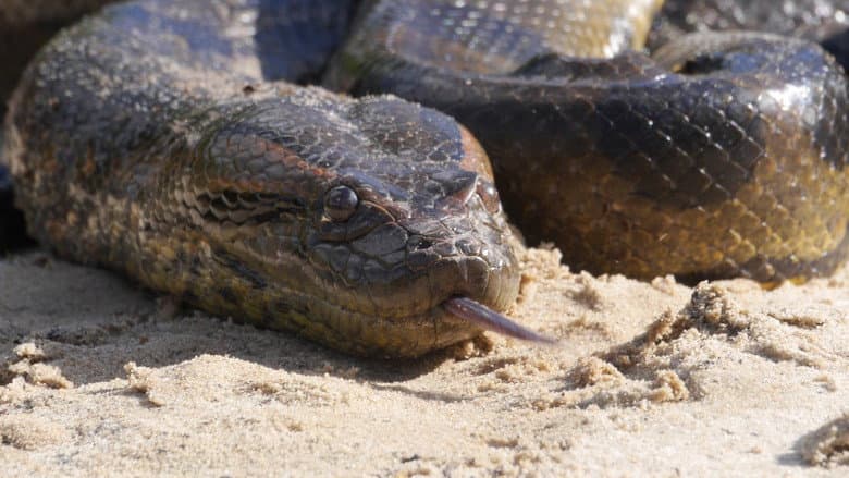 Anaconda: Silent Killer still