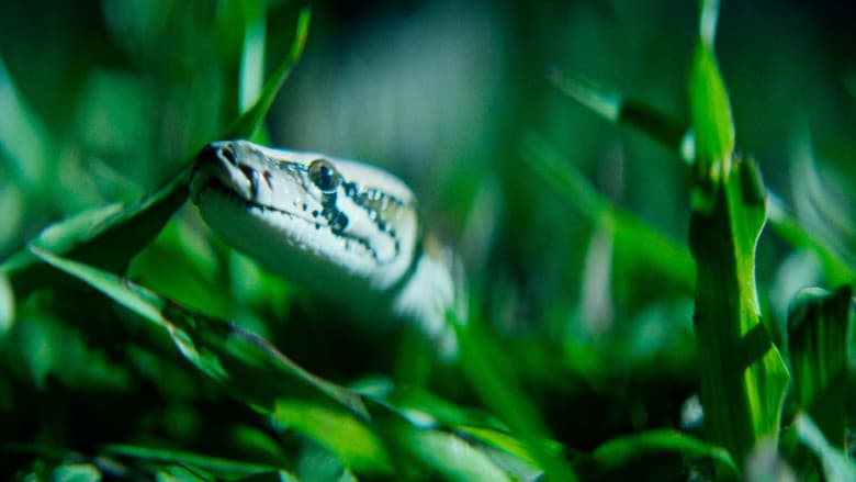 The Python Hunt still