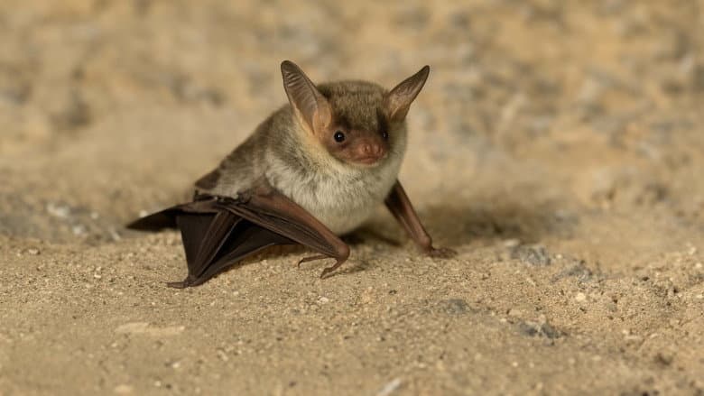 The Secret Life of Bats still