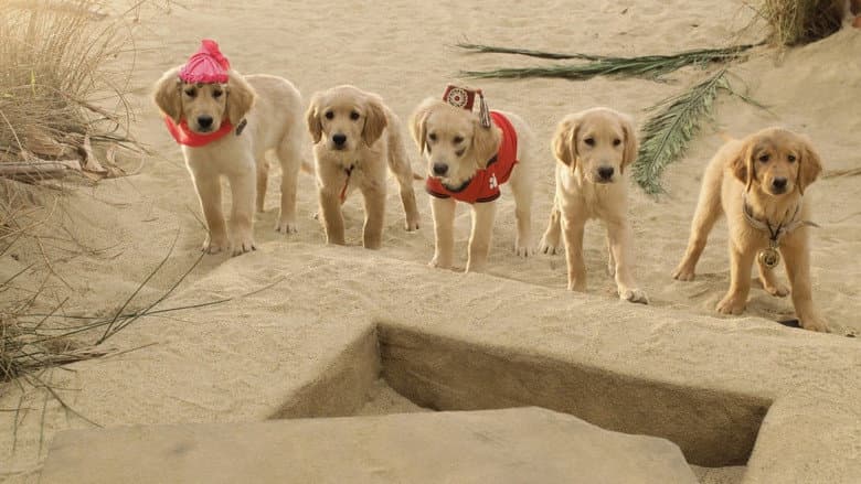 Treasure Buddies still