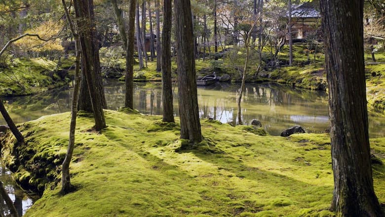 The Magical World of Moss still
