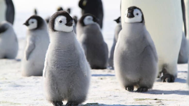 Pengi and Sommi still