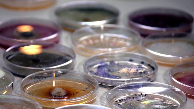 The Kingdom: How Fungi Made Our World still