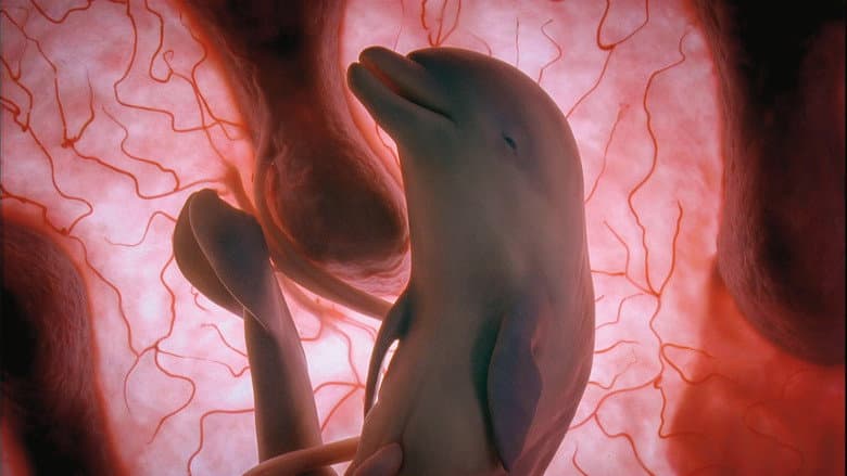 In The Womb: Animals still