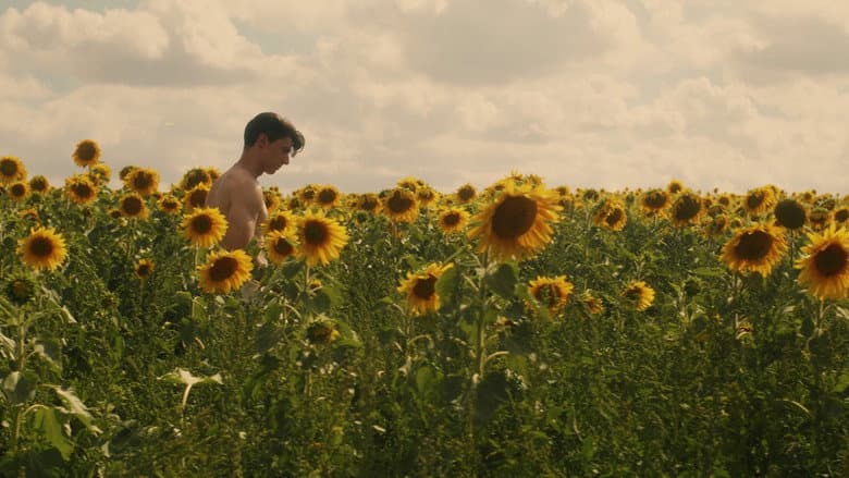 Sunflower still