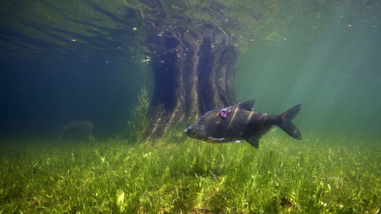 Waves Beneath The Water, Secrets of freshwater life revealed still