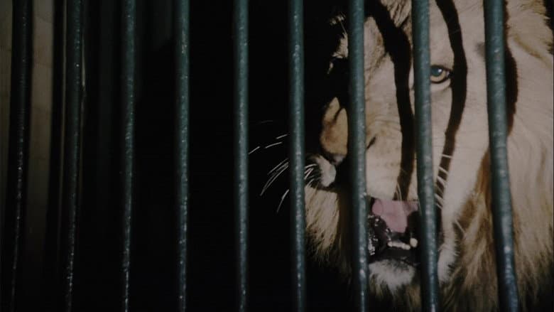 Wild Beasts still