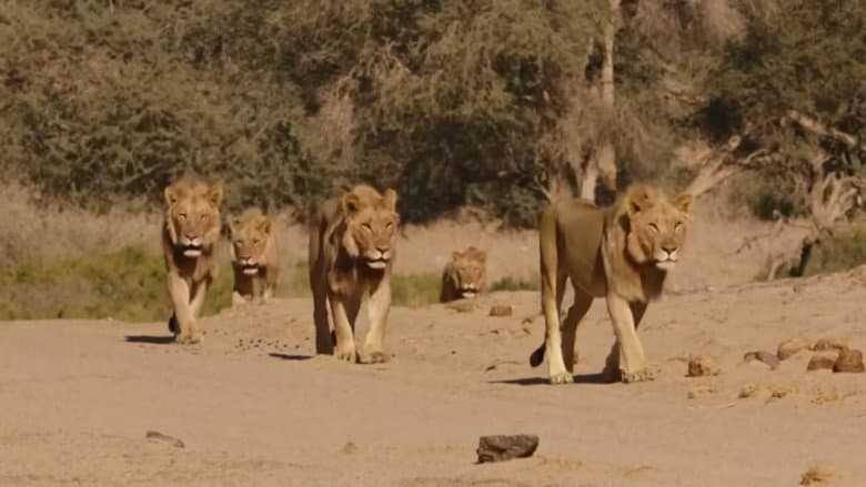 Desert Lions of the Namib - Departure and Return still