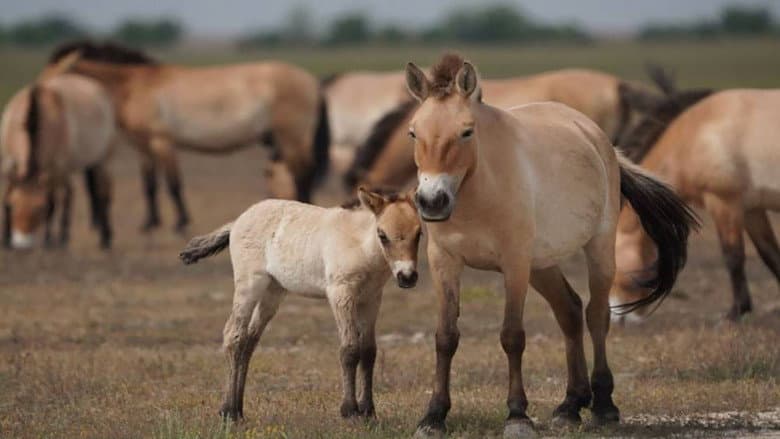 Wild Horses - A Tale From The Puszta still