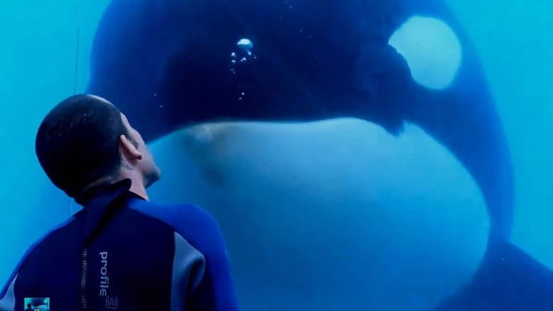 Blackfish still