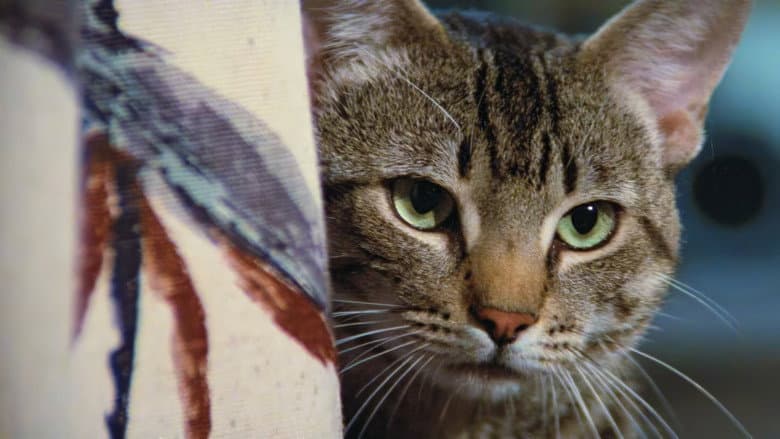 Cat's Eye still