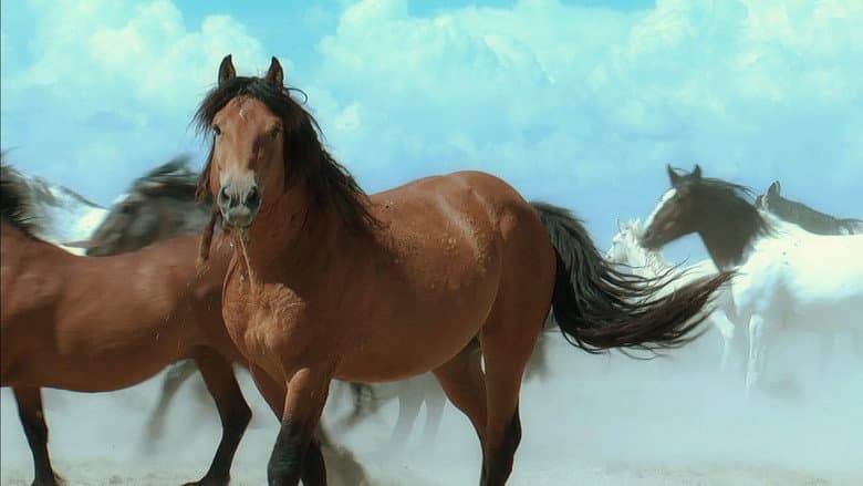 American Mustang still