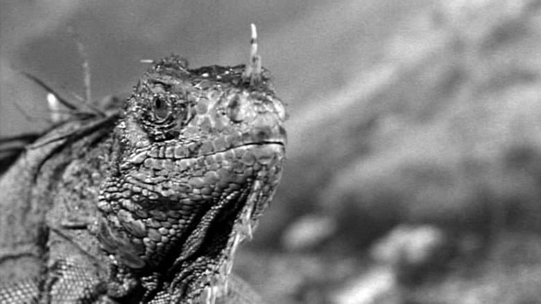 King Dinosaur still